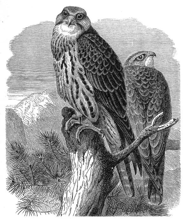 Framed Print : Bird, Saker falcon, Falko cherrug