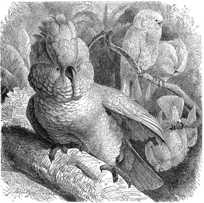 Framed Print : Bird, salmon-crested cockatoo (Cacatua moluccensis) belongs to the order of parrots