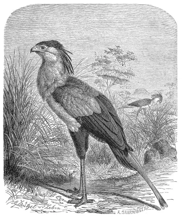 Framed Print : Bird, secretary bird (Sagittarius serpentarius) Framed Print : Bird, secretary bird (Sagittarius serpentarius)