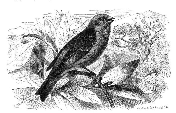 Framed Print : Bird, Serinus canarius, atlantic canaries (Serinus canaria)