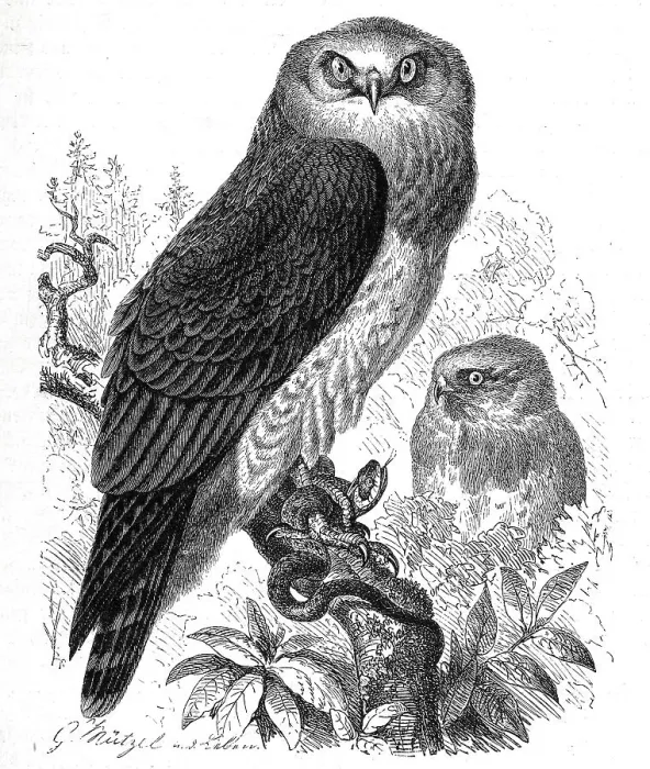 Framed Print : Bird, Serpentine Hawk (Circaetus) spectabilis
