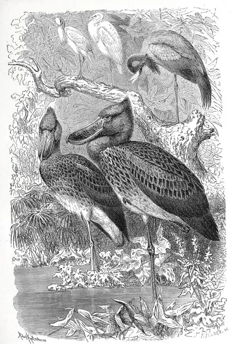 Framed Print : Bird, Shoebill (Balaeniceps rex) Framed Print : Bird, Shoebill (Balaeniceps rex)