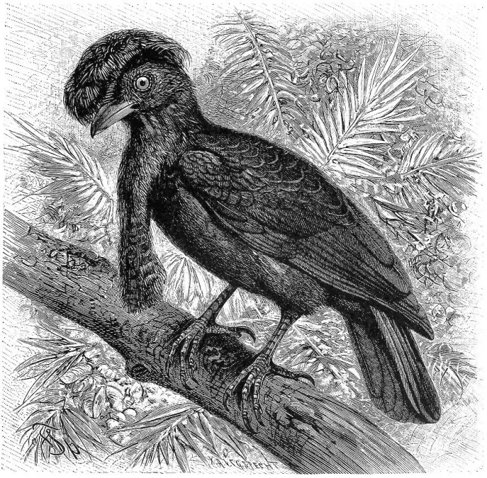 Framed Print : Bird, Short-wattled Umbrella Bird Framed Print : Bird, Short-wattled Umbrella Bird