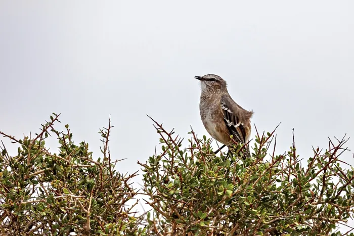 Framed Print : A bird sits on a bush against a grey sky and conveys peace Framed Print : A bird sits on a bush against a grey sky and conveys peace