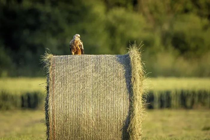 Framed Print : A bird sits on a large hay bale in the middle of a green meadow at dusk Framed Print : A bird sits on a large hay bale in the middle of a green meadow at dusk
