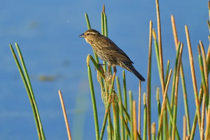 Framed Print : A bird sits quietly on reeds by a lake under a blue sky
