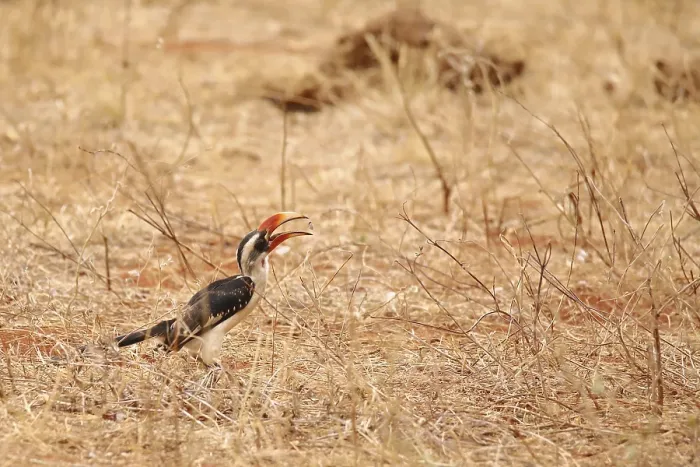 Framed Print : A bird sitting on the ground of the Ngutuni Wildlife Conservancy in Kenya is called the From-the-Blanket-Hornbill