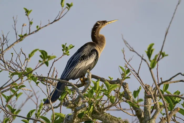 Framed Print : Bird sitting proudly on a sunlit branch Framed Print : Bird sitting proudly on a sunlit branch