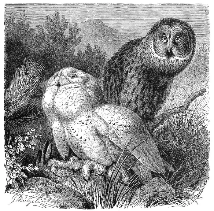 Framed Print : Bird, Snowy Owl (Nyctea scandiaca) syn Framed Print : Bird, Snowy Owl (Nyctea scandiaca) syn