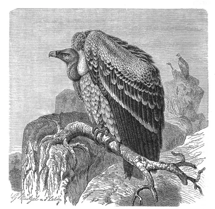 Framed Print : Bird, Sparrowhawk, Gyps rueppelli Framed Print : Bird, Sparrowhawk, Gyps rueppelli