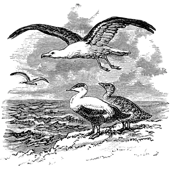 Framed Print : Bird species indigenous to the Norwegian coast, the black-headed gull (Larus marinus) and the eider goose or eider duck (Somateria mollissima), biology, Norway, historical illustration 1888, Europe Framed Print : Bird species indigenous to the Norwegian coast, the black-headed gull (Larus marinus) and the eider goose or eider duck (Somateria mollissima), biology, Norway, historical illustration 1888, Europe