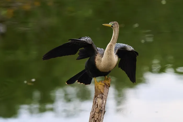 Framed Print : Bird spreading its wings on a tree trunk over calm water Framed Print : Bird spreading its wings on a tree trunk over calm water