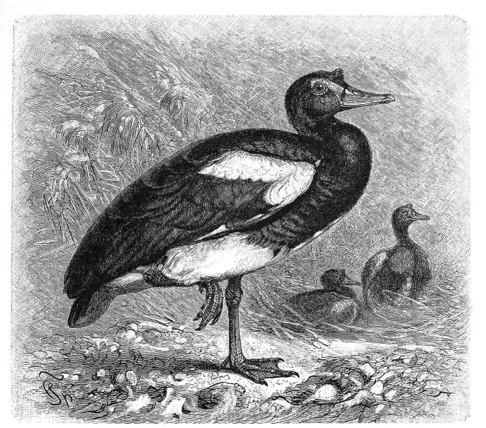 Framed Print : Bird, Spur-winged Goose (Plectropterus gambensis) Framed Print : Bird, Spur-winged Goose (Plectropterus gambensis)