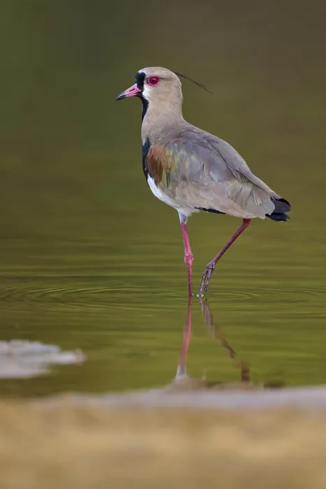 Framed Print : Bird standing in calm water with clear reflection