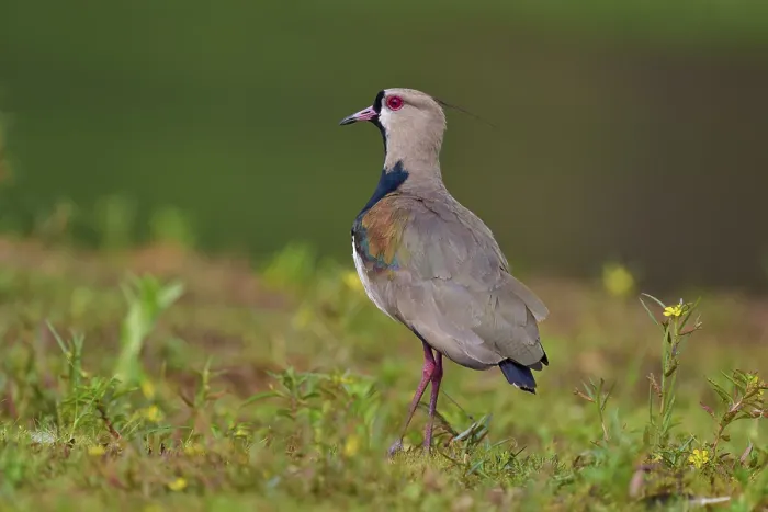 Framed Print : Bird standing on a green meadow