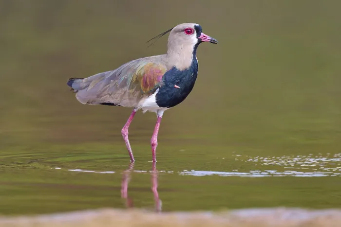 Framed Print : Bird standing upright in water with reflection