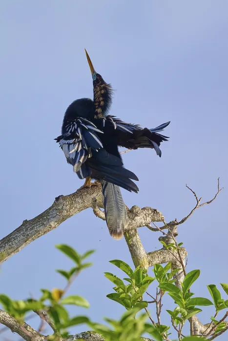 Framed Print : Bird striking a graceful courtship pose on a branch