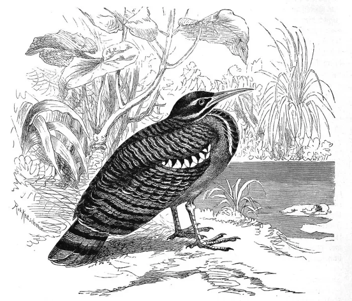 Framed Print : Bird, sunbittern (Eurypyga helias) Framed Print : Bird, sunbittern (Eurypyga helias)