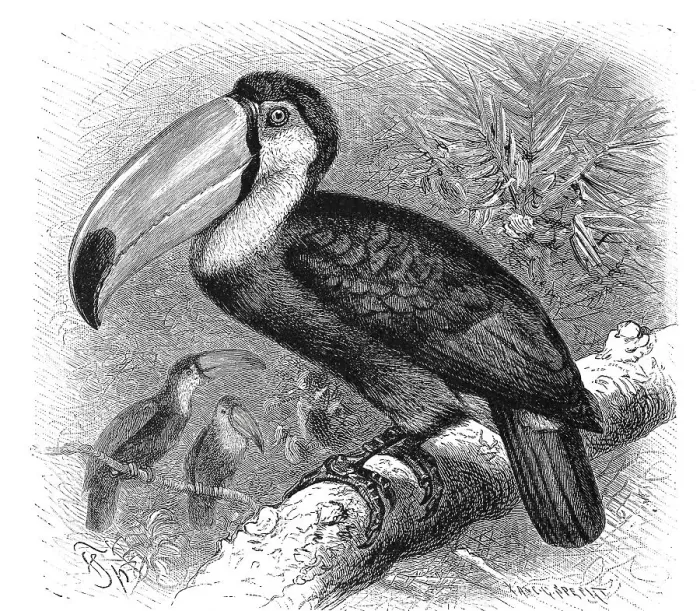 Framed Print : Bird, Toucan, Hornbill, Rhamphastus magnirostris