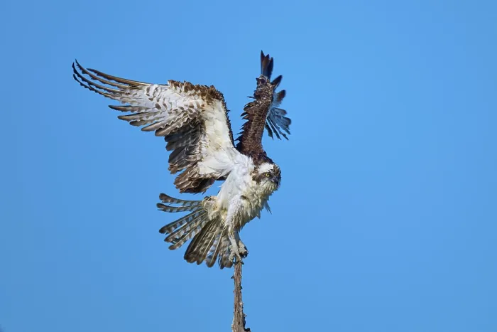 Framed Print : Bird using branch for take-off