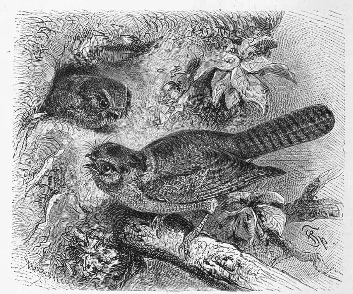 Framed Print : Bird, Veiltail Aegotheles novae-hollandiae