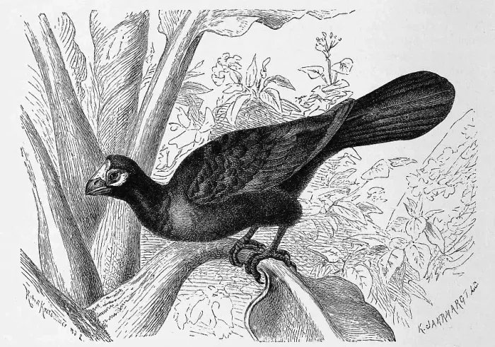 Framed Print : Bird, violet turaco (Musophaga violacea)