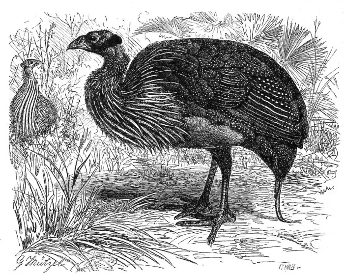 Framed Print : Bird, vulturine guineafowl (Acryllium vulturinum)