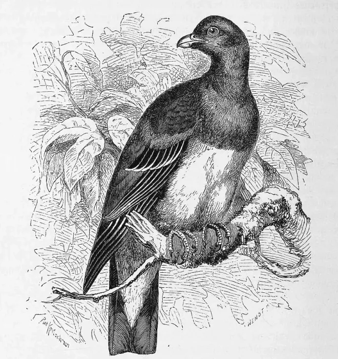 Framed Print : Bird, waalia pigeon, also called parrot pigeon