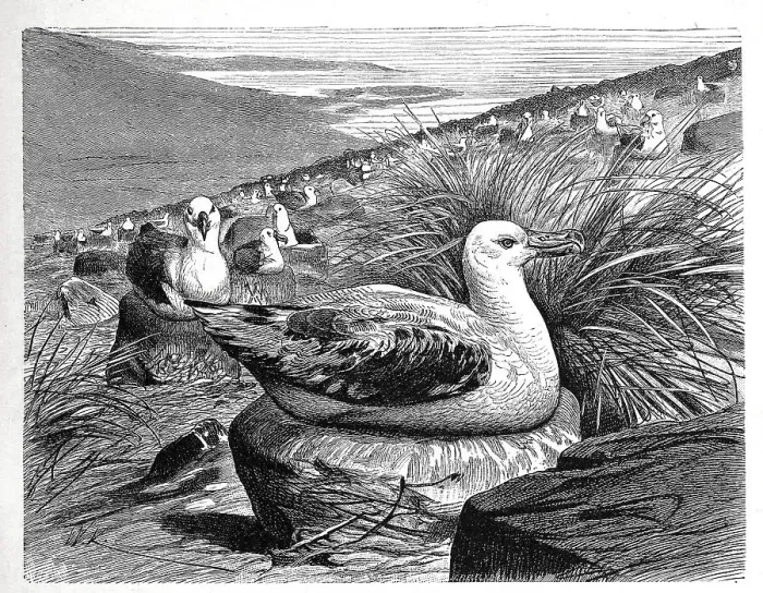 Framed Print : Bird, Wandering Albatross (Diomedea exulans)