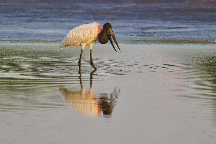 Framed Print : Bird in water with reflection, calm and serene in nature