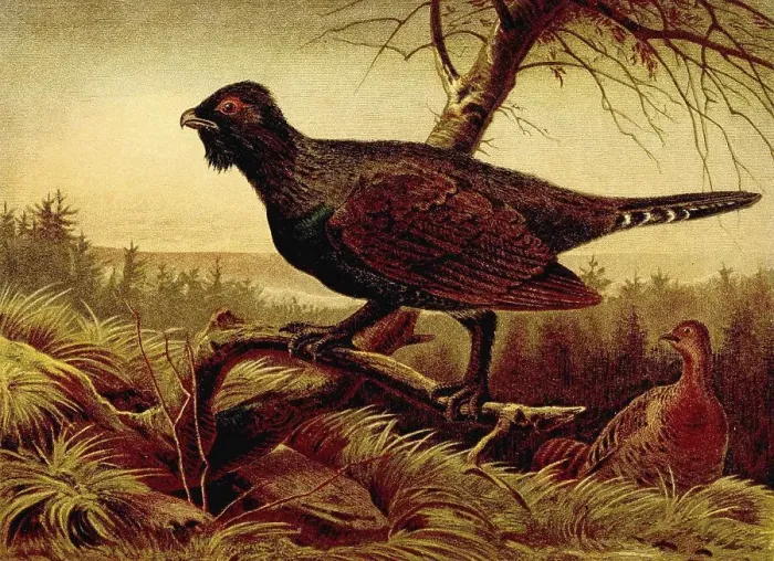 Framed Print : Bird, western capercaillie (Tetrao urogallus) Framed Print : Bird, western capercaillie (Tetrao urogallus)