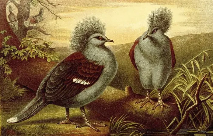 Framed Print : Bird, western crowned pigeon (Goura cristata) Framed Print : Bird, western crowned pigeon (Goura cristata)