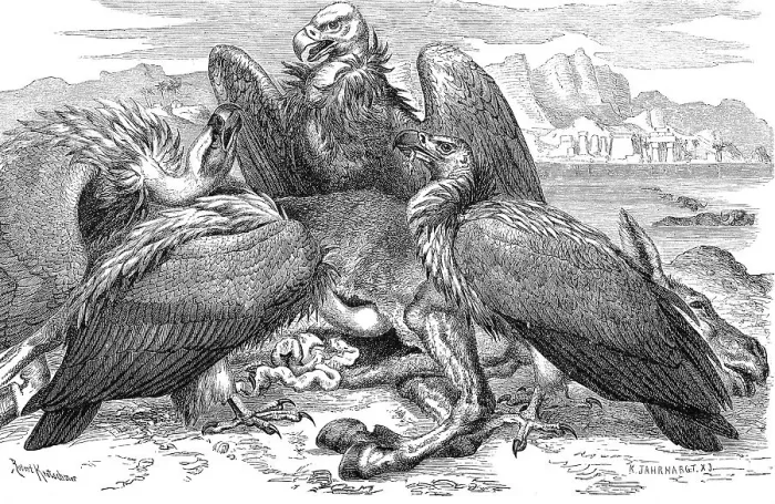 Framed Print : Bird, White-backed Vulture (Gyps africanus)