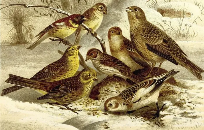 Framed Print : Bird, Willow Bunting (Emberiza aureola)