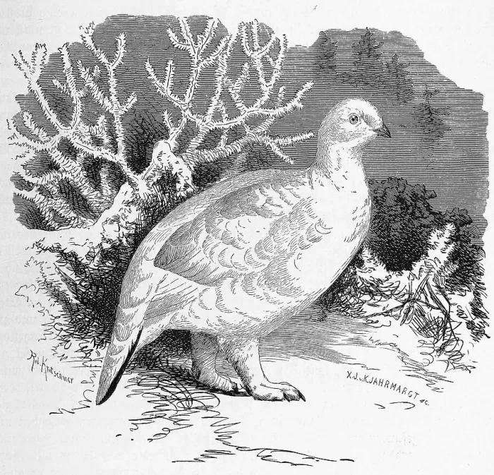 Framed Print : Bird, willow ptarmigan (Lagopus lagopus)