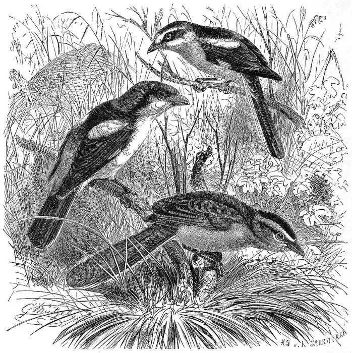 Framed Print : Bird, Woodchat Shrike (Lanius senator) Framed Print : Bird, Woodchat Shrike (Lanius senator)