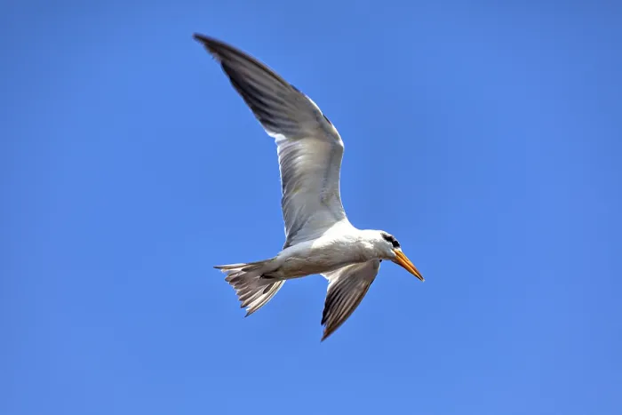 Framed Print : A bird with a yellow beak flies majestically against a clear blue sky