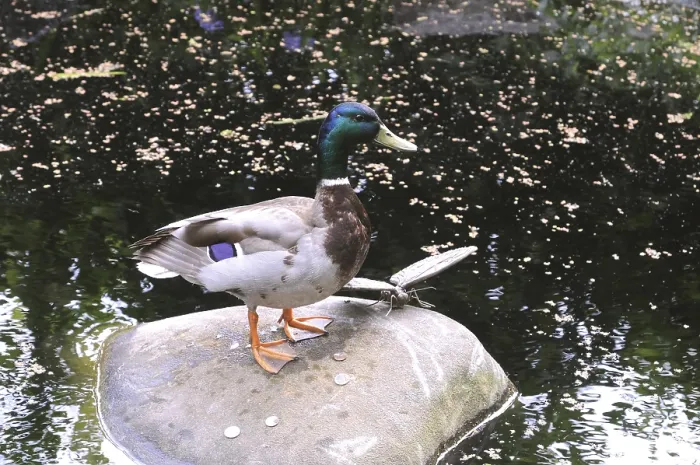 Framed Print : Birds, american duck in Bronx zoo