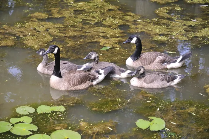 Framed Print : Birds, American ducks in Kenilworth aquatic garden
