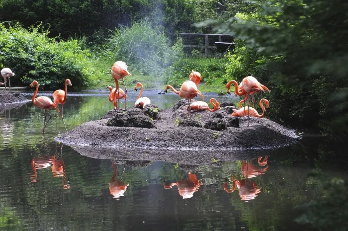 Framed Print : Birds, American flamingos in Bronx zoo