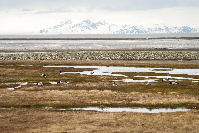 Framed Print : Birds in arctic tundra in summer, Svalbard, Norway Framed Print : Birds in arctic tundra in summer, Svalbard, Norway