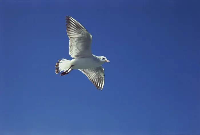 Framed Print : Birds, Black headed gull larus ridibundus flying