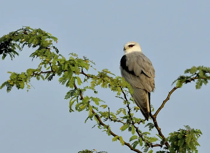 Framed Print : Birds, black winged kite elanus caeruleus at Hesaraghatta Framed Print : Birds, black winged kite elanus caeruleus at Hesaraghatta