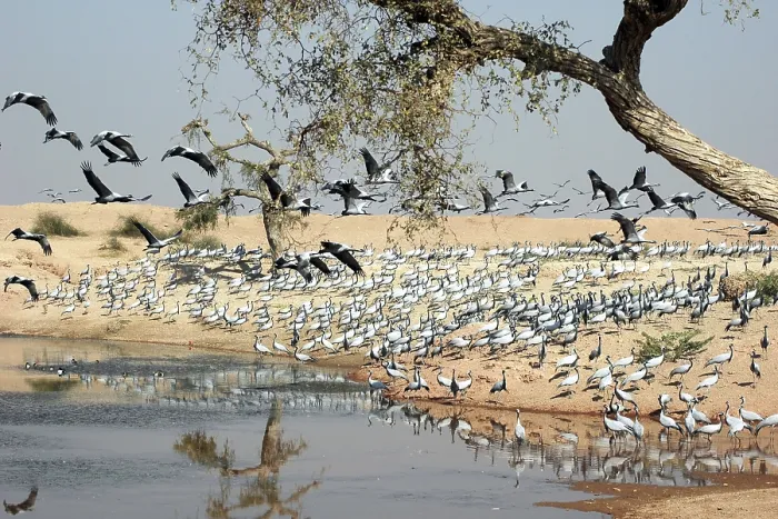 Framed Print : Birds, Damoiselle Cranes, khichan