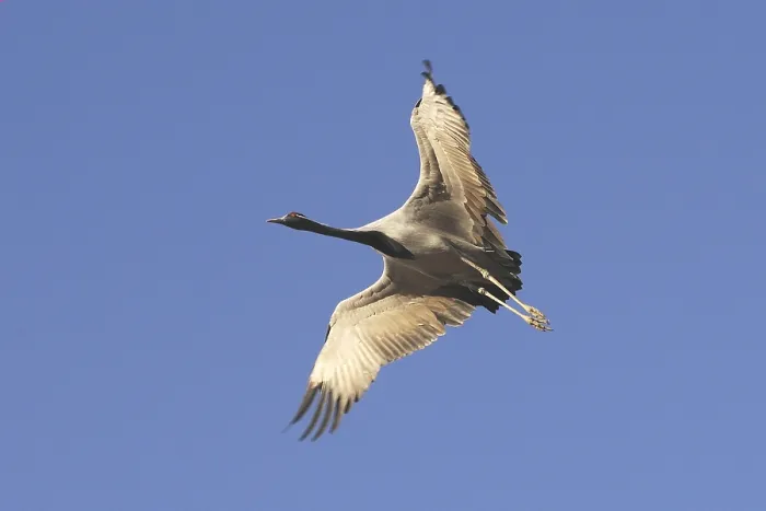 Framed Print : Birds, demoiselle crane grus virgo flying in sky