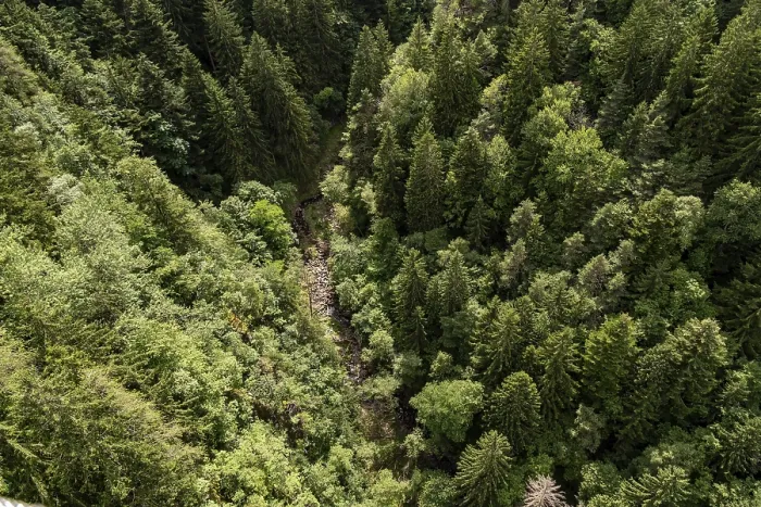 Framed Print : Bird's eye view of dense coniferous forest in a steep gorge Bird's eye view of dense coniferous forest in a steep