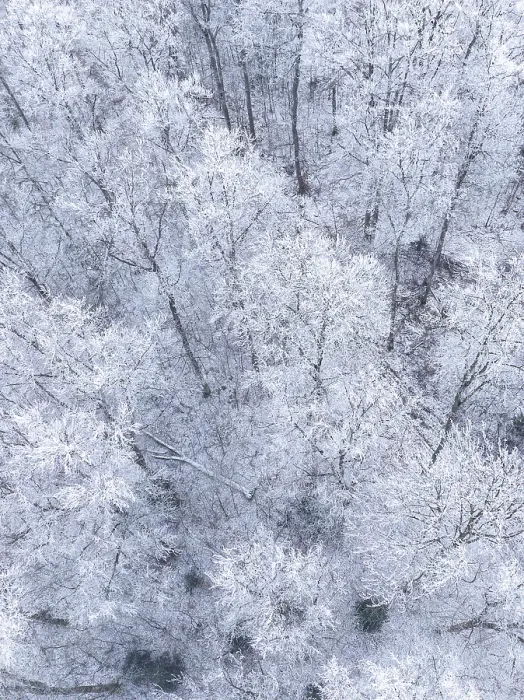 Framed Print : Bird's eye view of a frosty forest full of snow-covered trees