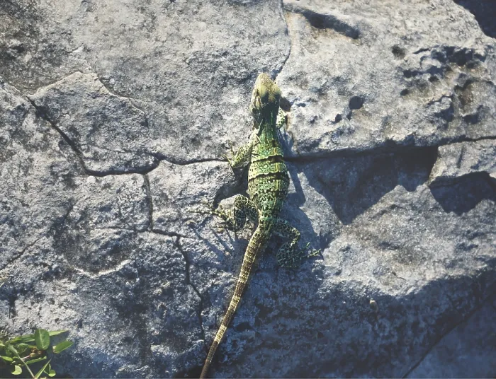 Framed Print : Birds eye view detail of a green yellow baby iguana on a stone