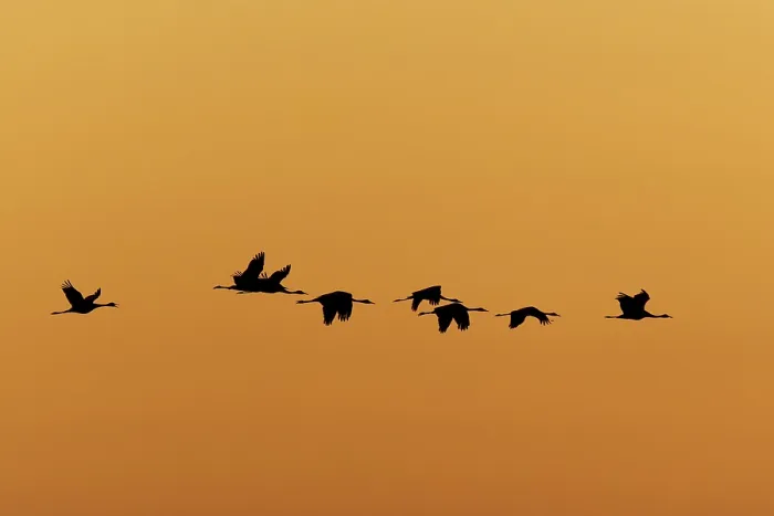 Framed Print : Birds flying in formation against an orange sunset sky Framed Print : Birds flying in formation against an orange sunset sky