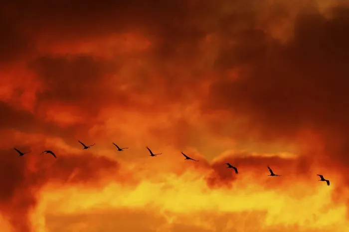 Framed Print : Birds flying in front of an intense orange sky with dramatic clouds at sunset
